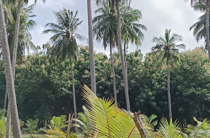Coconut Tree Estate for Sale, Sirambiadiya - 10 Acres - 630 Trees - 40 Mn